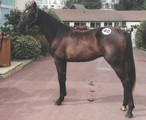 Melius Avis, top price à 75 000 € d&rsquo;une très belle entrée en matière