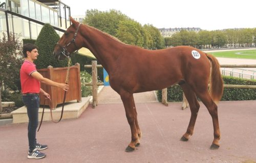 Me Gusta de Nappes adjugé 65 000 €