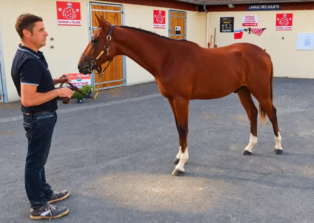 J5 : Prince de Tillard fait monter les enchères à 56 000 € !