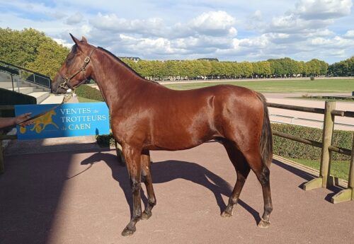 Onofrio top price de la journée d&rsquo;ouverture à 26 000 €