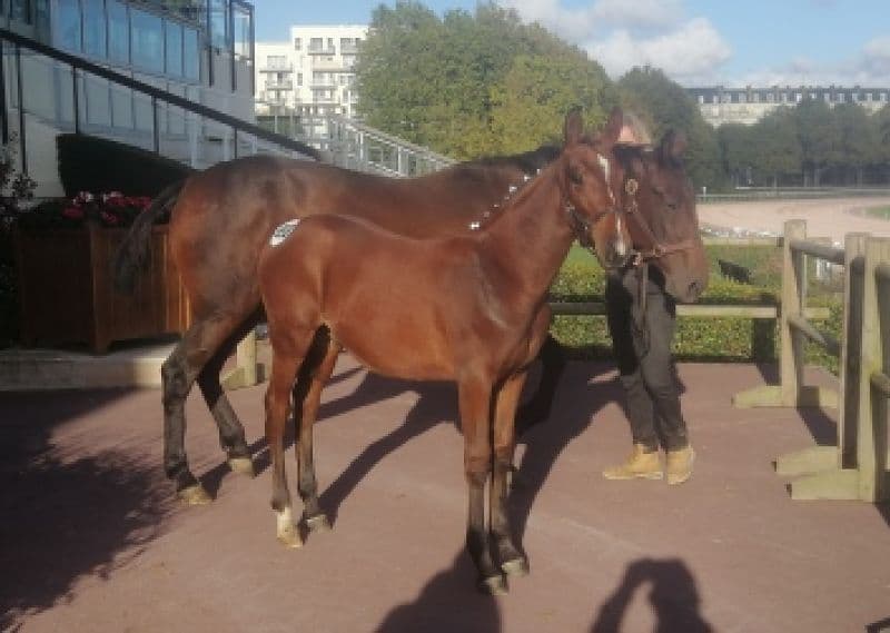 Vous consultez Ventes de foals : 3 sujets se partagent les honneurs