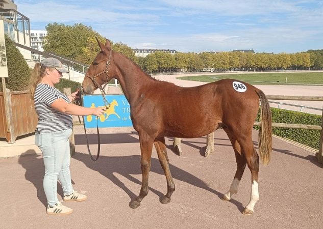 Vente de foals : fils de Tactical Landing, Quantum Mobility top price à 36 000 €