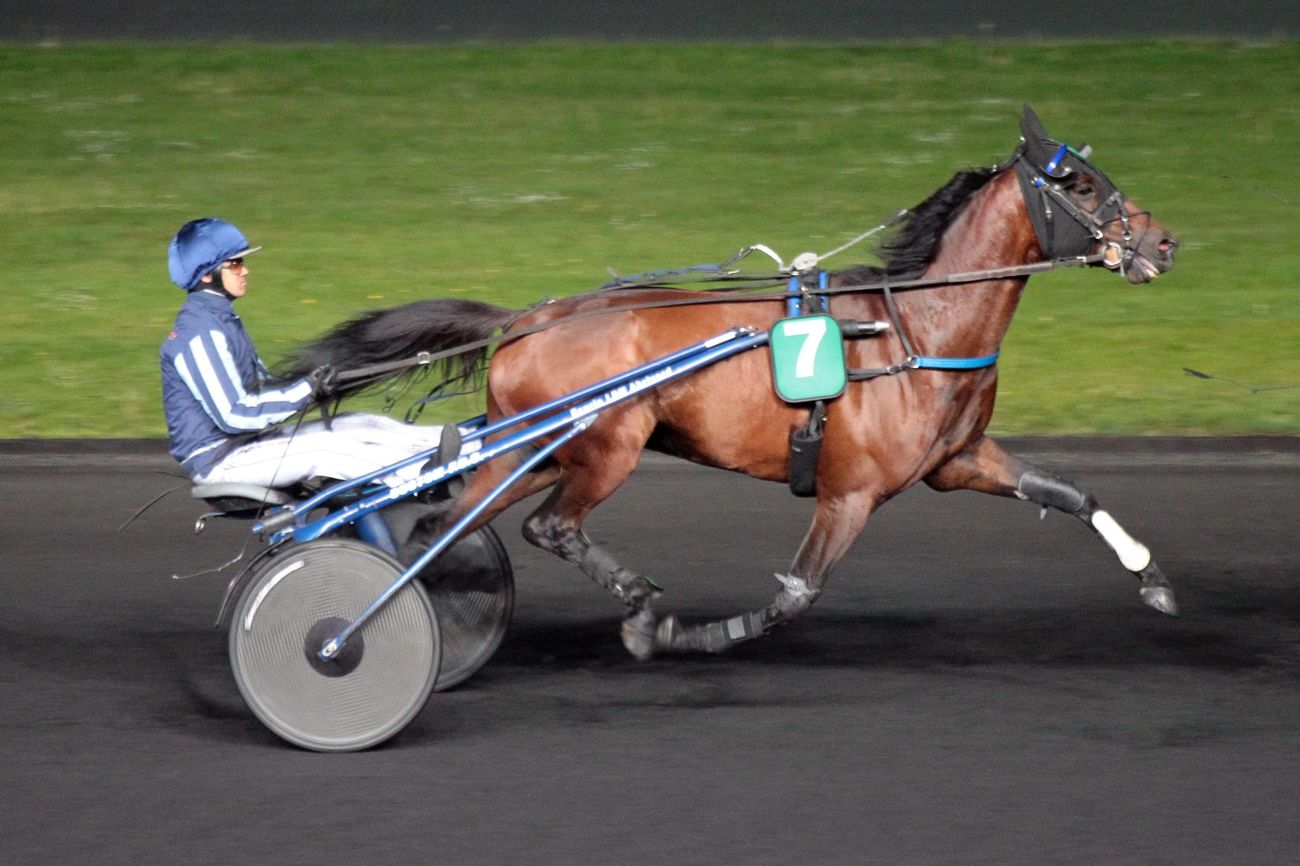 You are currently viewing ALDO DES CHAMPS (2010)