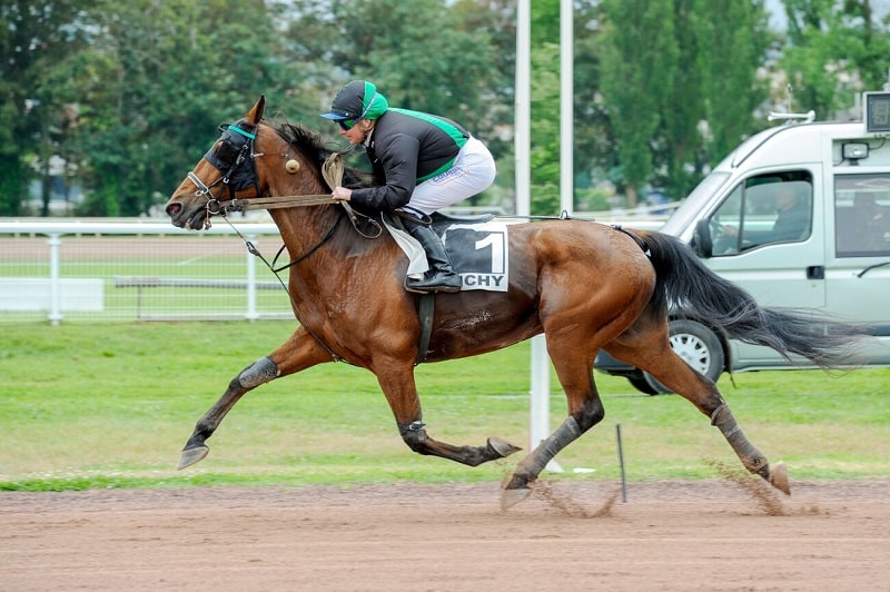 Vous consultez Heartbreaker Well et Hysope du Bocage brillent au niveau Premium