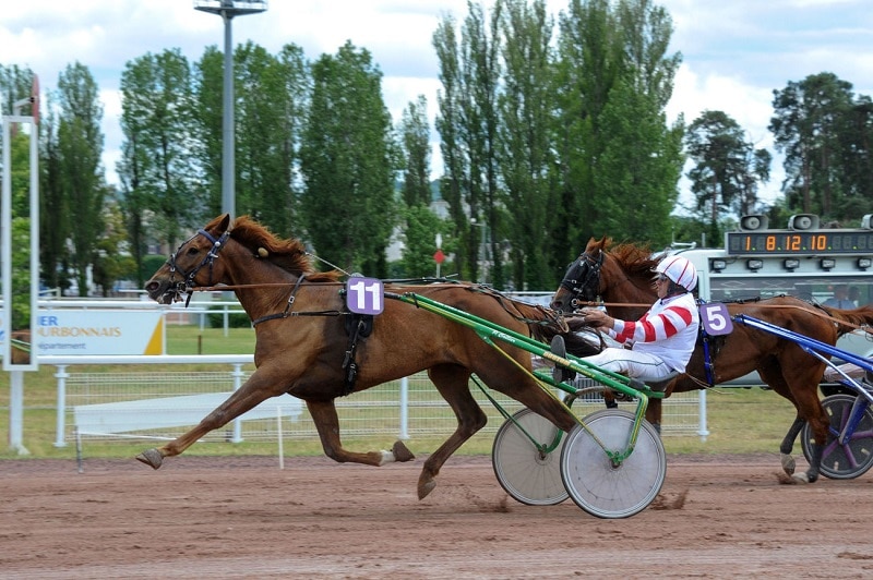 Vous consultez Hakim des Champs et Hulk de Tillard scorent au niveau Premium