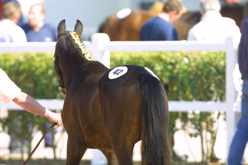 Trois yearlings supplémentaires au catalogue