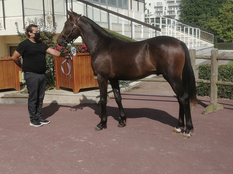 You are currently viewing 19 000 € pour Kaïd d&rsquo;Eri, plus belle enchère du 3ème rendez-vous