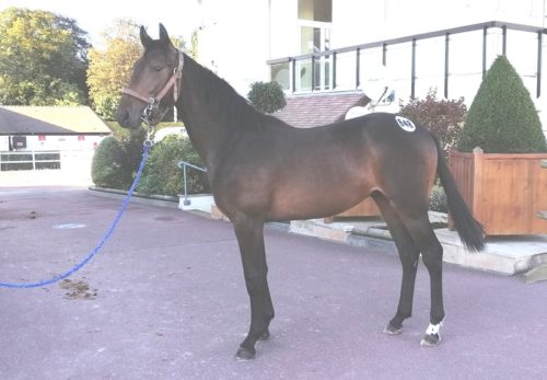 L&rsquo;Idole Dry (Ouragan de Celland) et Lucide Castelets (Bold Eagle) top price du jour