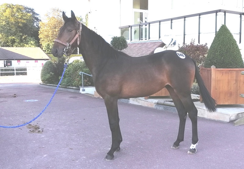 You are currently viewing L&rsquo;Idole Dry (Ouragan de Celland) et Lucide Castelets (Bold Eagle) top price du jour