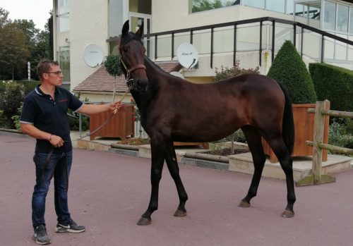 Liberté de Tillard top price d&rsquo;une séance d&rsquo;ouverture soutenue
