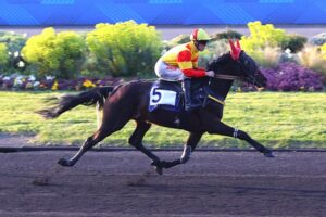 Lire la suite à propos de l’article NINJA DE L&rsquo;ENVOL : un poulain pugnace à l&rsquo;ascension expresse