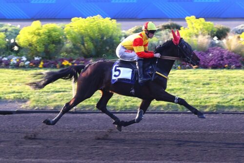 NINJA DE L&rsquo;ENVOL : un poulain pugnace à l&rsquo;ascension expresse