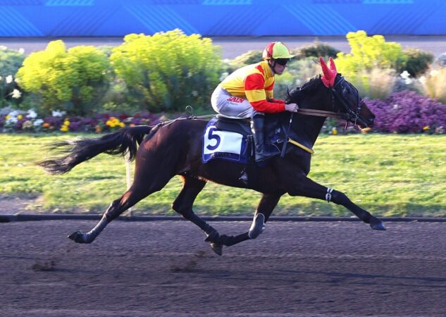 NINJA DE L&rsquo;ENVOL : un poulain pugnace à l&rsquo;ascension expresse