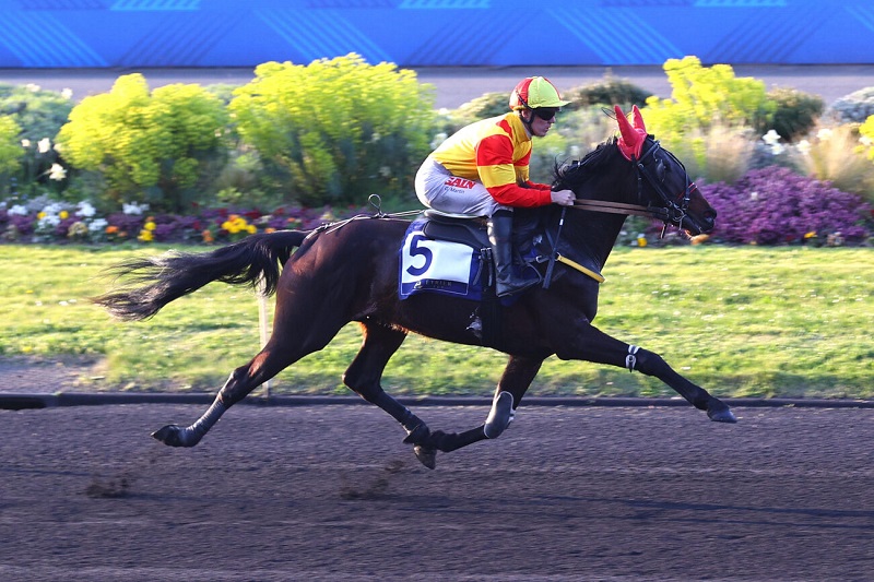 You are currently viewing NINJA DE L&rsquo;ENVOL : un poulain pugnace à l&rsquo;ascension expresse