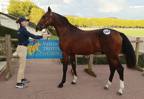 Open Face, plus belle enchère à 85 000 € d&rsquo;un marché très actif