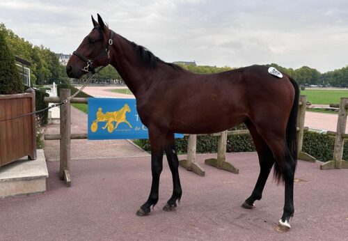 Ouragan du Noyer, top price à 36 000 € de la dernière journée réservée aux yearlings
